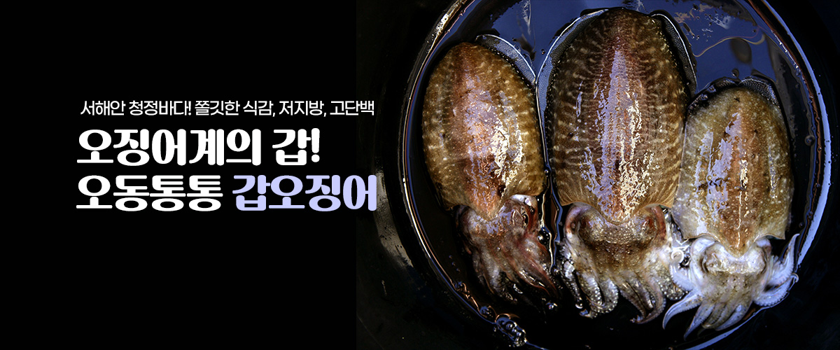 갑오징어